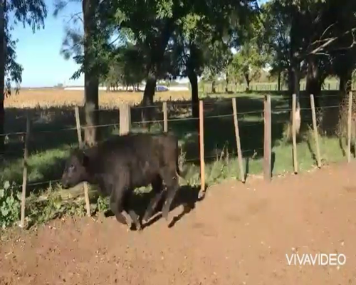 Lote 65 Terneros en Brandsen, Buenos Aires