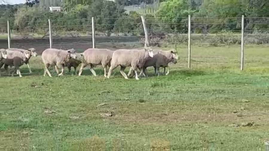 Lote 20 Ovejas