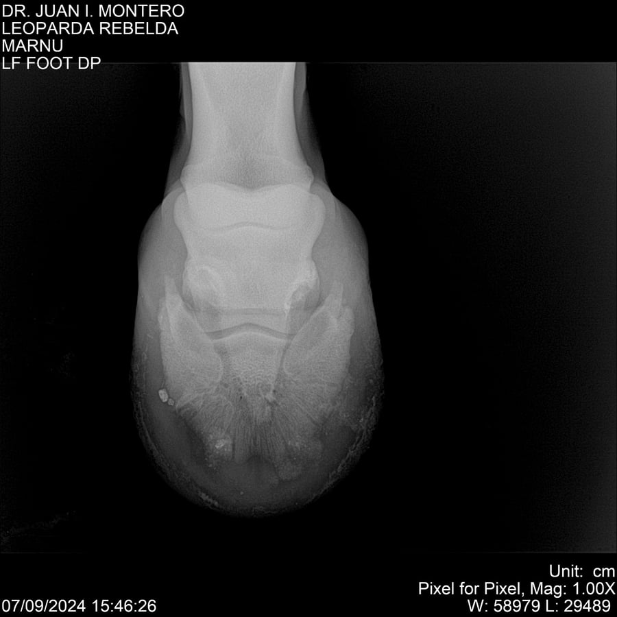 Lote LEOPARDA REBELDE