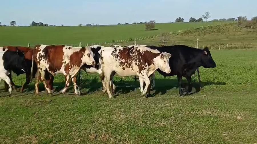 Lote (Vendido)7 Novillos 1 a 2 años a remate en #49 Pantalla Carmelo 375kg -  en COLONIA BERGER
