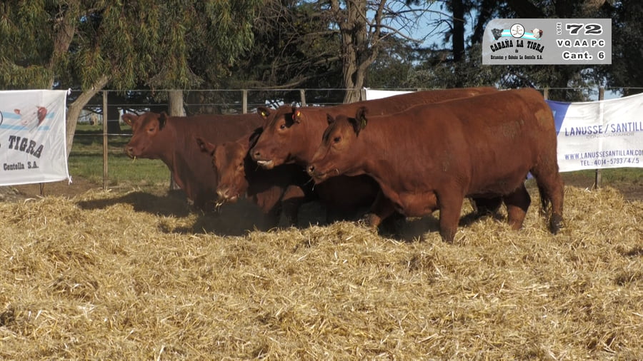 Lote VAQUILLONAS PC PARICION OTOÑO