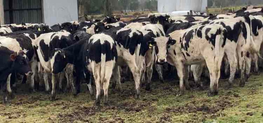 Lote 60 Novillo Engorda en Osorno, X Región Los Lagos