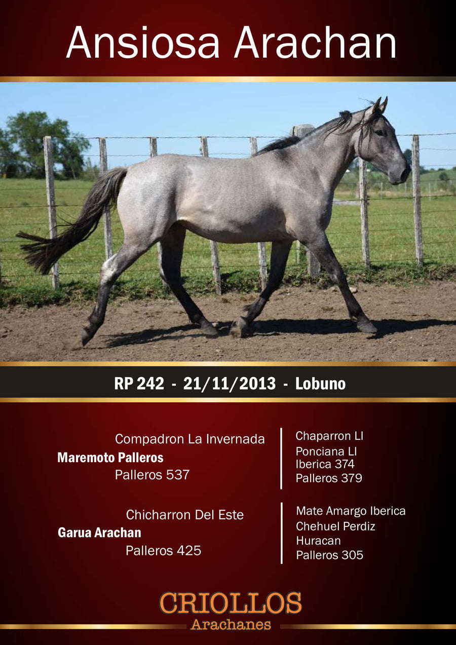 Lote Ansiosa Arachán - RP 242