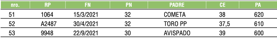 Lote TOROS ANGUS NEGROS PC