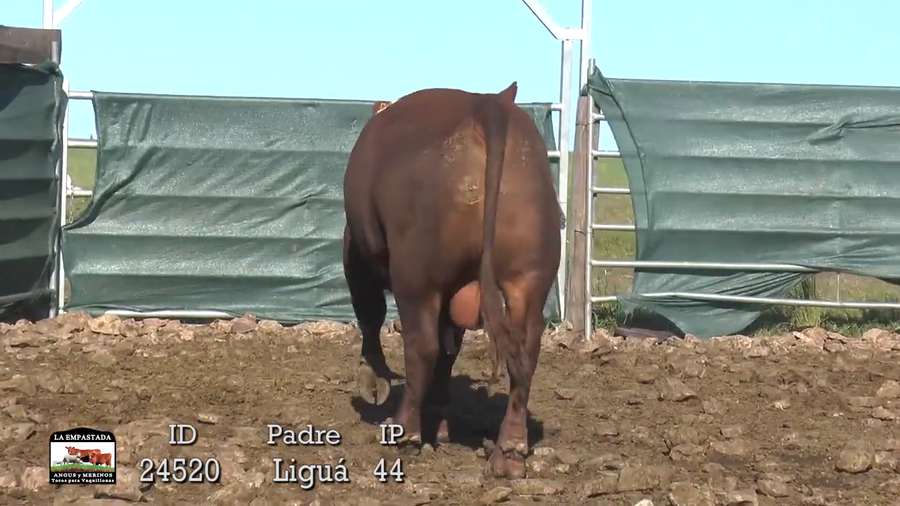 Lote 3 Toros a remate en 42º La Empastada, Durazno