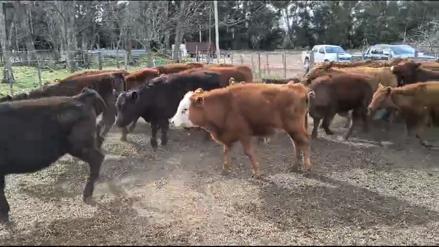 Lote 89 Terneros/as en Coronel Suarez