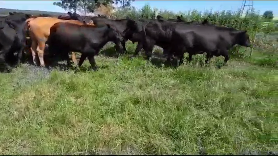 Lote 40 Novillos en Colón, Entre Ríos