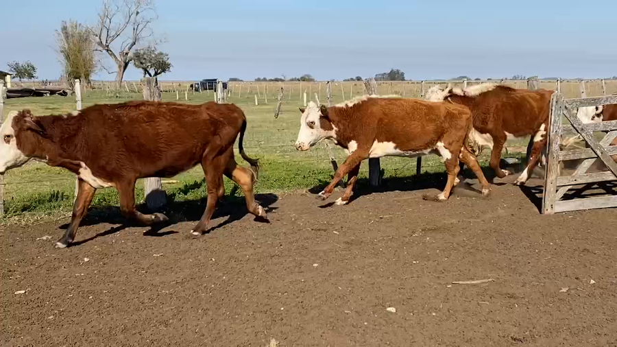 Lote 90 Vacas de invernar en Esquina, Corrientes