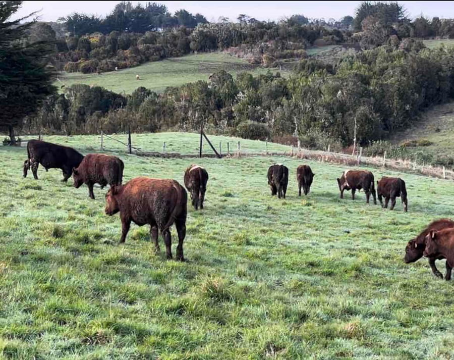 Lote 22 Ternero en Ancud, X Región Los Lagos