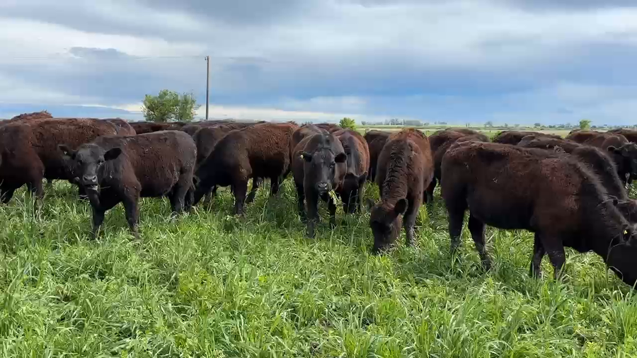 Lote 37 Vaquillonas