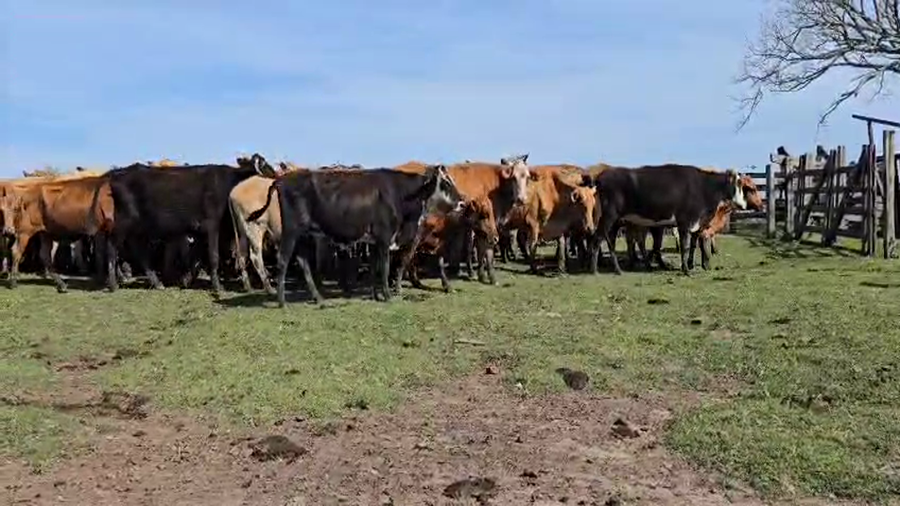 Lote 70 Vacas de invernar