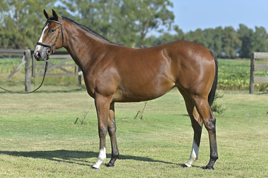 Lote BAMBA MIA (H) - PORTAL DEL ALTO x BAMBINA NISTEL