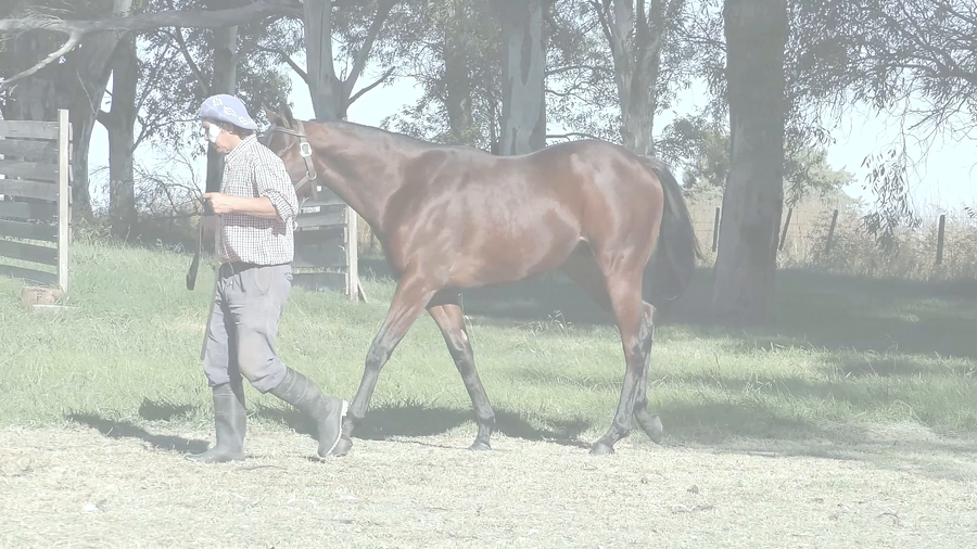 Lote REAL COMET (RIDE A COMET - REAL QUEST)