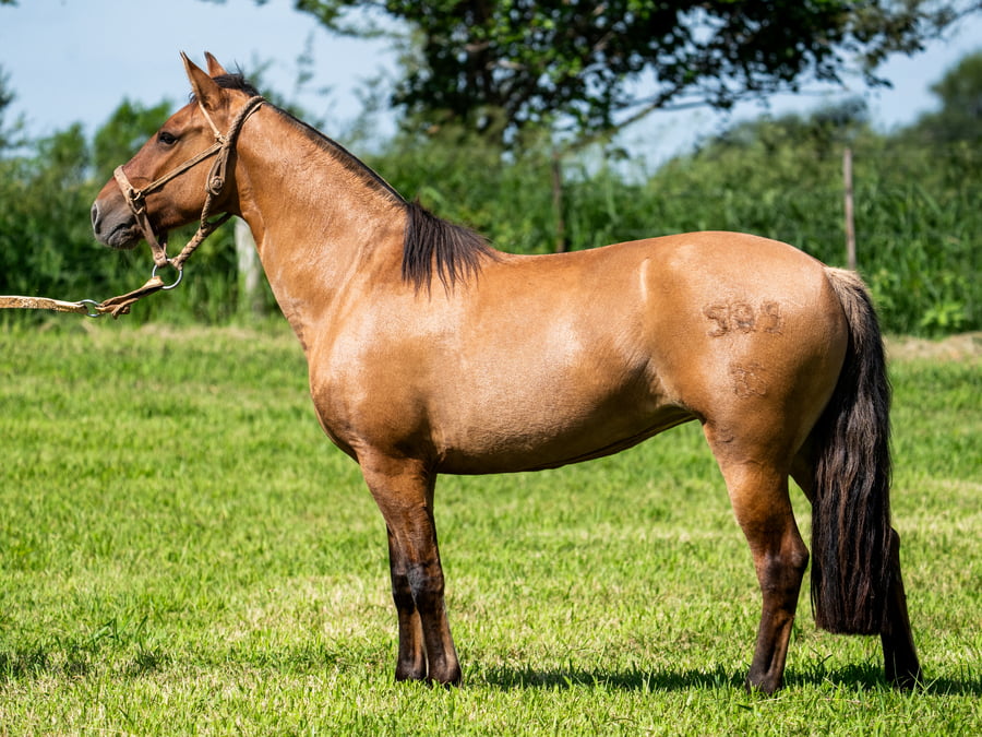 Lote SIRIGOTE MAROMA