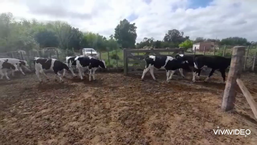 Lote 70 Terneros en Gral. Belgrano, Buenos Aires