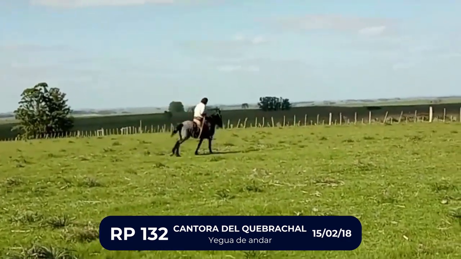 Lote CANTORA DEL QUEBRACHAL