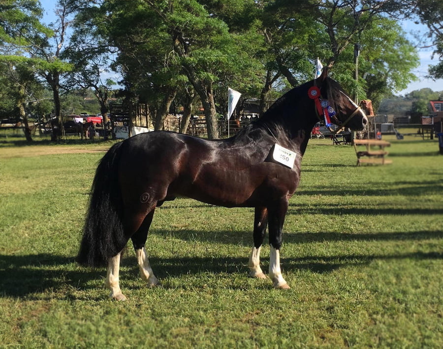 Lote LIQUINHO DA TAMANCA