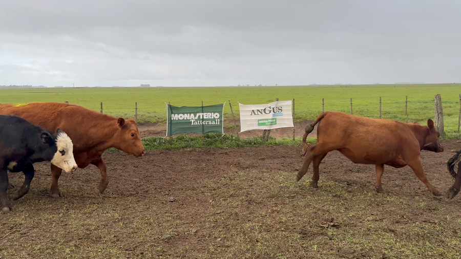Lote 60 Vacas nuevas C/ cria en Buenos Aires, Ayacucho