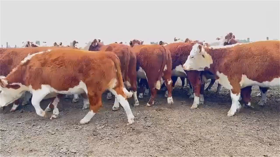 Lote 32 vaquillonas