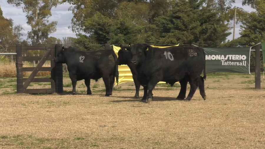 Lote TOROS ANGUS PUROS CONTROLADOS