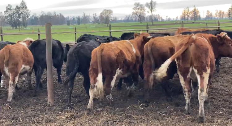 Lote 20 Novillo Engorda en San Pablo, X Región Los Lagos