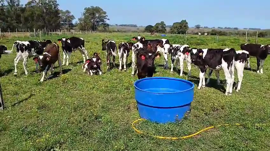 Lote 16 Terneros a remate en Pantalla Camy, San José