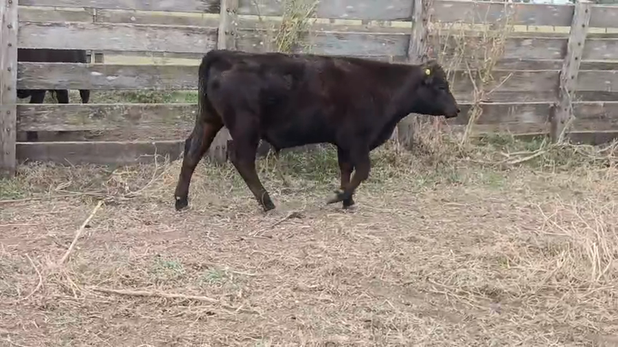 Lote 60 Terneros EN BOLÍVAR