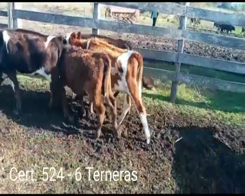 Lote 6 Terneras 1HO Y 5 HO/ JE      a remate en Remate virtual de Coco Morales & Asoc. 140kg -  en  PARAJE SANTA ROSA A 5KM DE CONCHILLAS POR CAMINO VECINAL