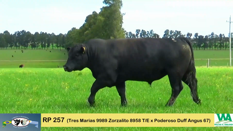 Lote PODEROSO ZORZALITO 257