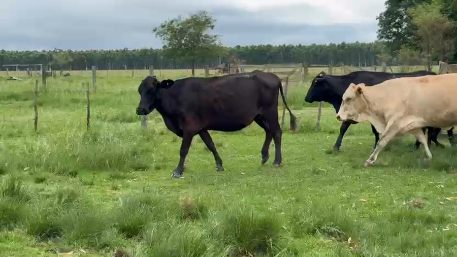 Lote 90 Vientres con Crías y Preñados en Corrientes, Paso de Los Libres