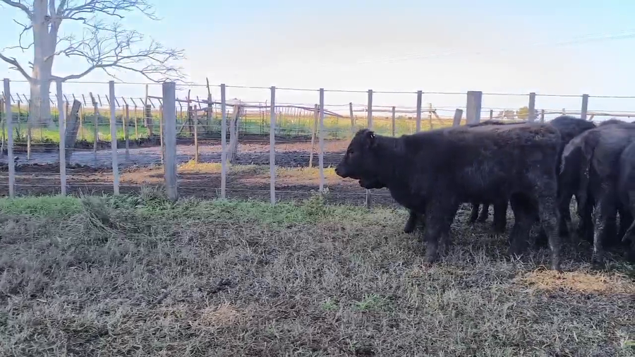 Lote 25 Terneras en Olavarria
