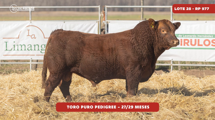 Lote TOROS PUROS DE PEDIGREE - 27/29 meses