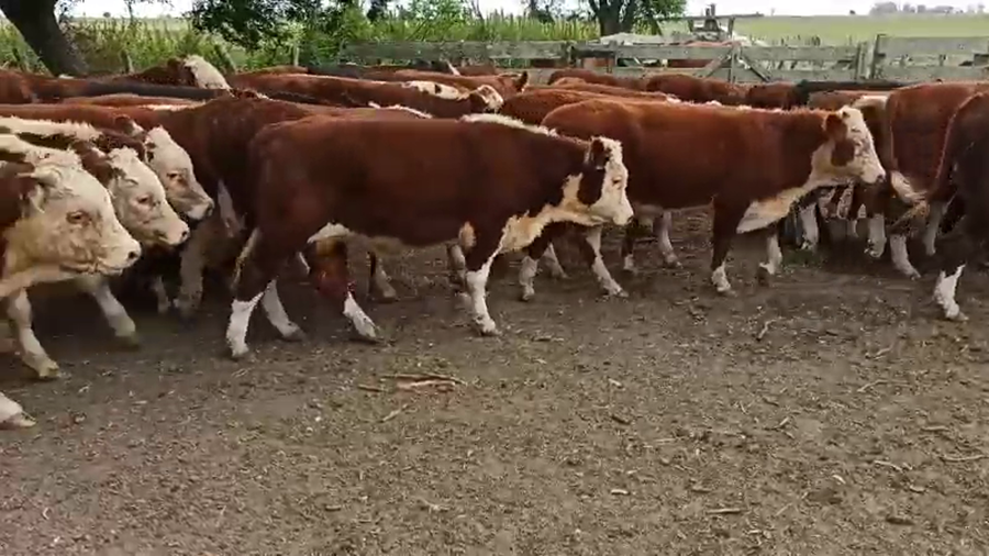 Lote 0 Terneros en Entre Ríos, San Salvador