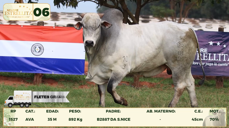 Lote LOTE 6