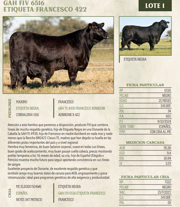 Lote LOTE 1