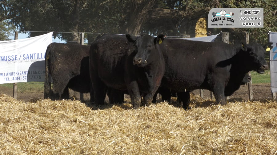 Lote VAQUILLONAS  PC  PARICION PRIMAVERA