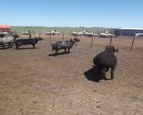 Lote 9 Carneros Carakul, en Arrecifes, PBA.-