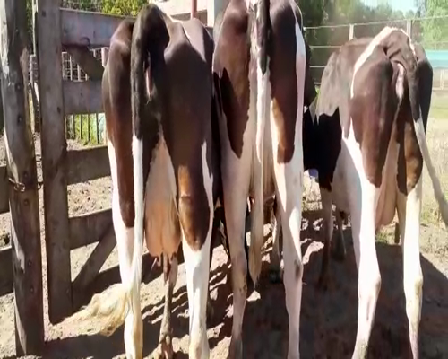 Lote Bossarelli Hermanos