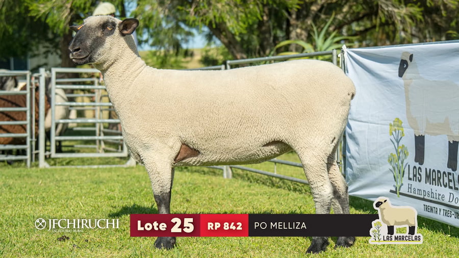 Lote LOTE 25