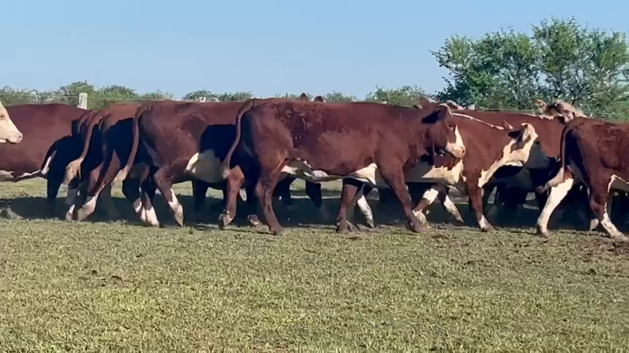 Lote 45 Vacas nuevas C/ gtia de preñez