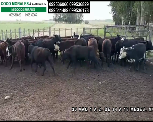 Lote 30 Vaquillonas en Cuchilla del Perdido, Soriano