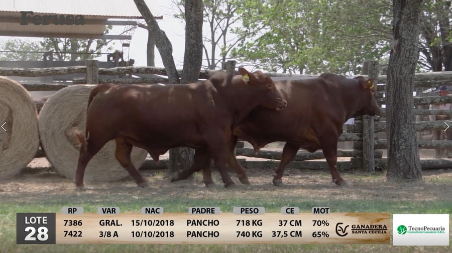 Lote Ganadera Santa Cecilia - Lote 28