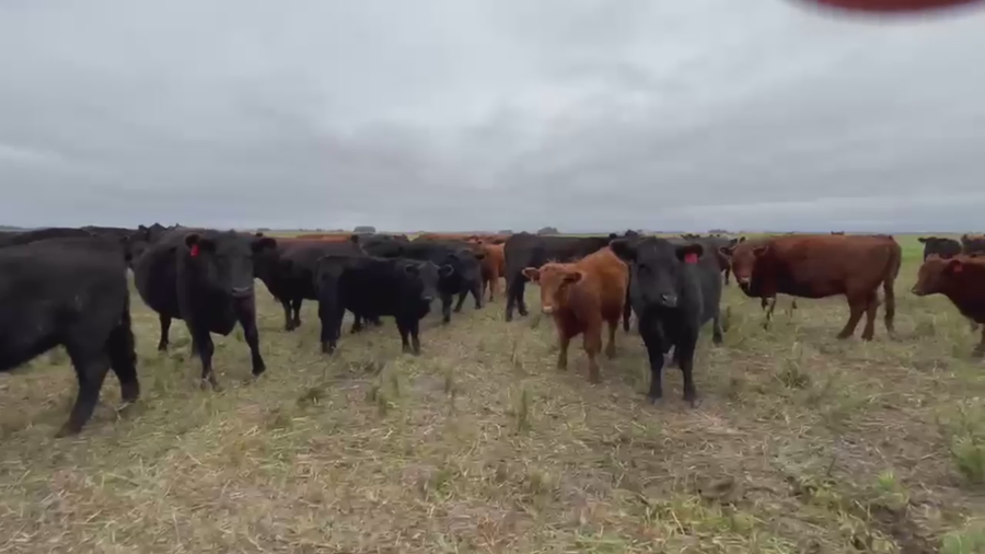 Lote 70 TERNS HEMBRAS, TANDIL, PCIA. BS. AS.