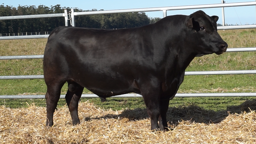 Lote 2 Toros a remate en San Carlos y La Magdalena, Artigas