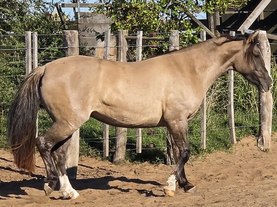 Lote Del Goyaz Curiosa