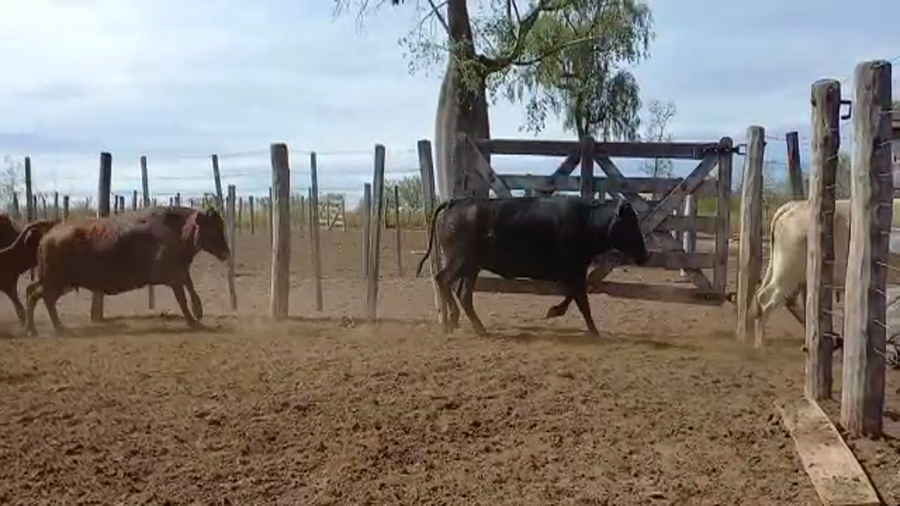 Lote 105 Vacas de invernar en Juan José Castelli, Chaco