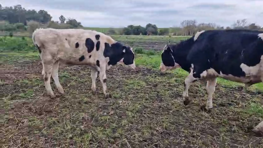 Lote 2 Toros a remate en Pantalla Aniversario - Escritorio Camy 250kg - , San José