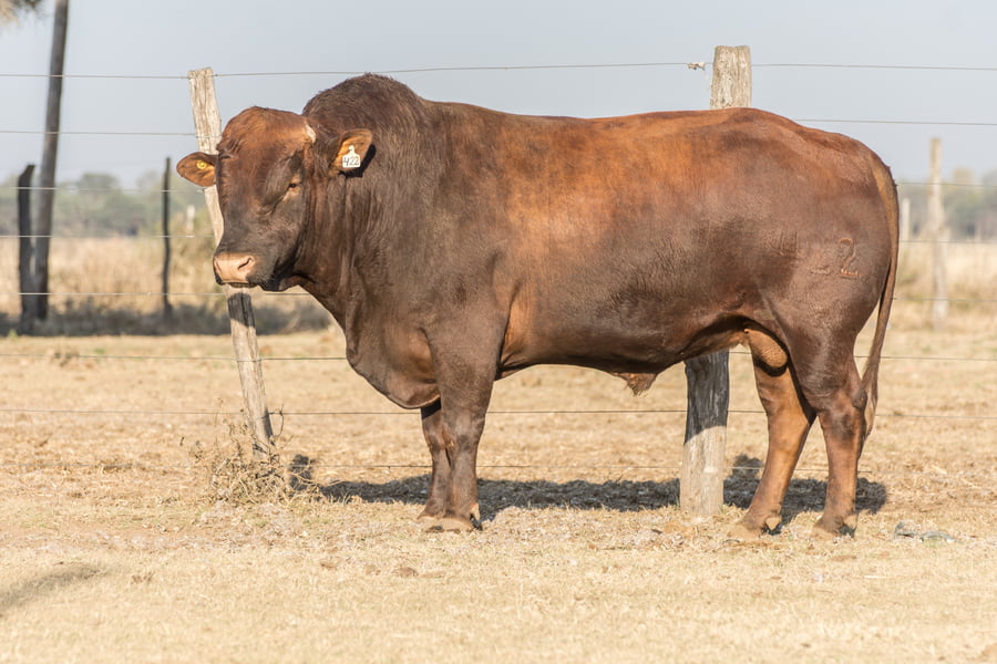 Lote Toro Cabaña Los Vicente (RP422)