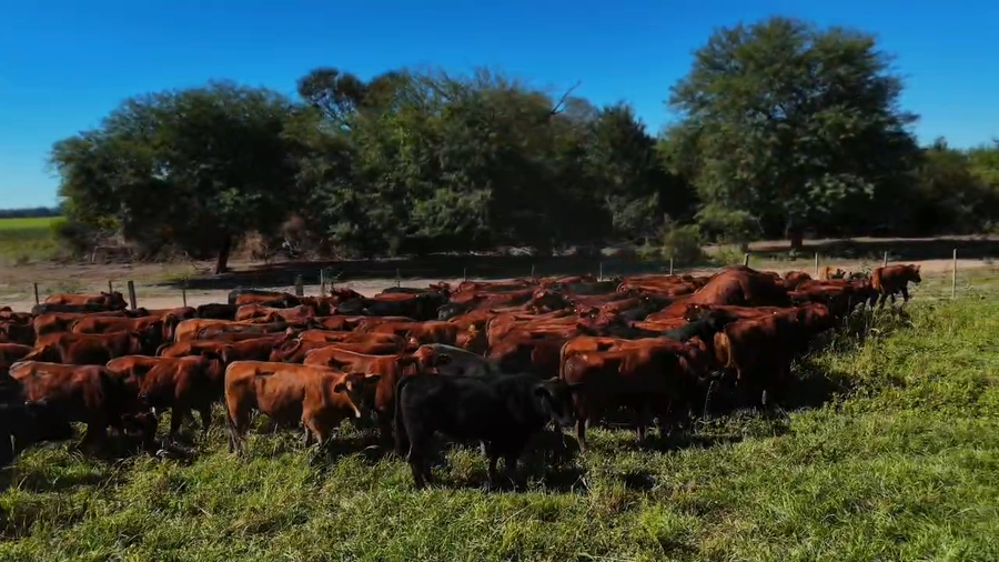 Lote 160 Novillitos en Formosa, Subteniente Perín