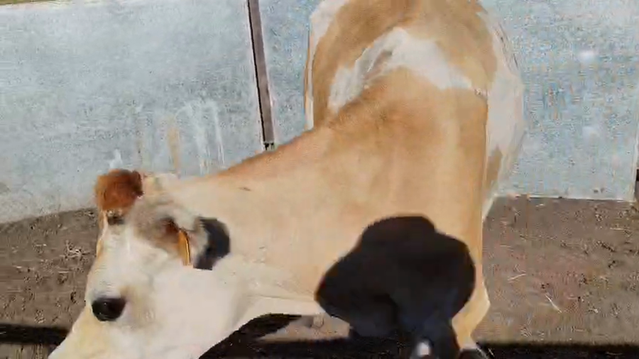 Lote 2 Vacas de Invernada 400kg - , San José